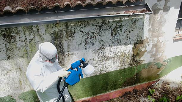 Top rated local Mold Testing specialists in Wittman, MD